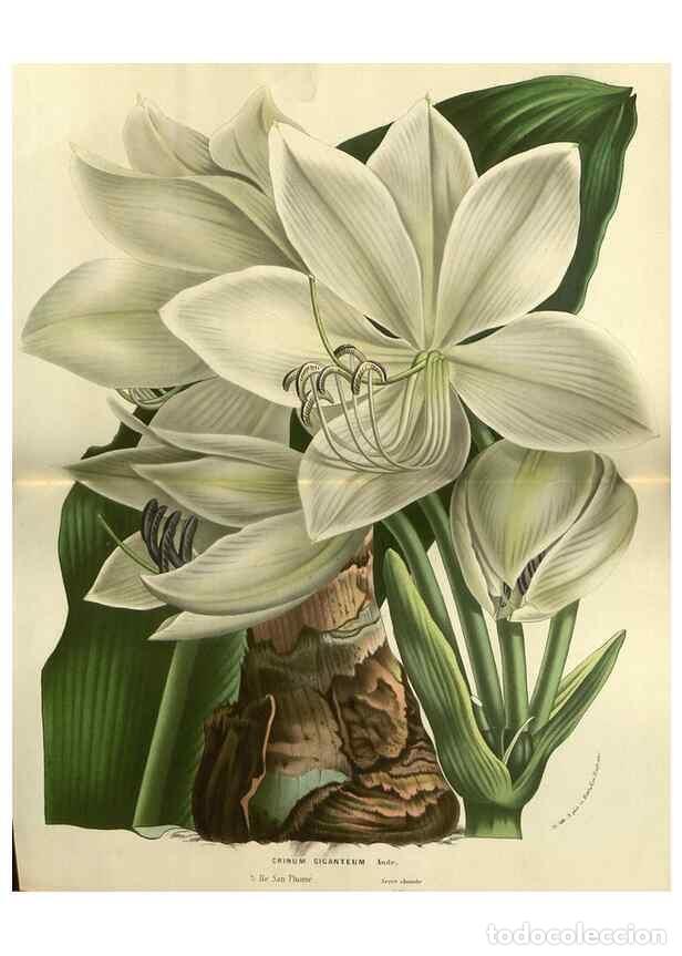 Collezionismo di Riviste e Giornali: Reproducci&oacute;n/Reproduction 49588630876: Flore des serres et des jardins de l'Europe. A Gand :chez Lou