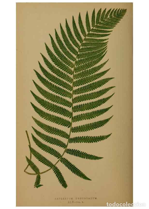 Collezionismo di Riviste e Giornali: Reproducci&oacute;n/Reproduction 49627152777: Ferns: British and exotic.... London,Groombridge and Sons,185