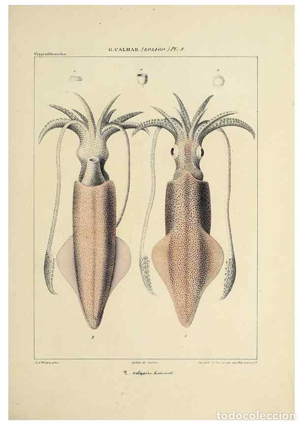 Collection Magazines and Newspapers: Reproducci&oacute;n/Reproduction 49435160307: Histoire naturelle, g&eacute;n&eacute;rale et particuli&egrave;re des c&eacute;phalopodes