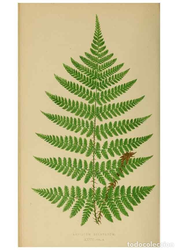 Collection Magazines and Newspapers: Reproducci&oacute;n/Reproduction 49627227541: Ferns: British and exotic.... London,Groombridge and Sons,185