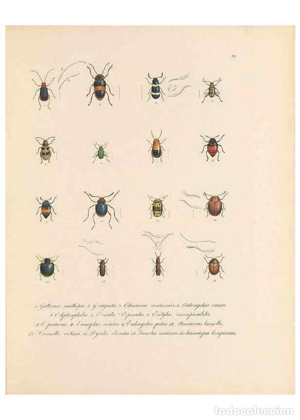 Collection Magazines and Newspapers: Reproducci&oacute;n/Reproduction 49431529587: Delectus animalium articulatorum :. Monachii :Impensis Editor