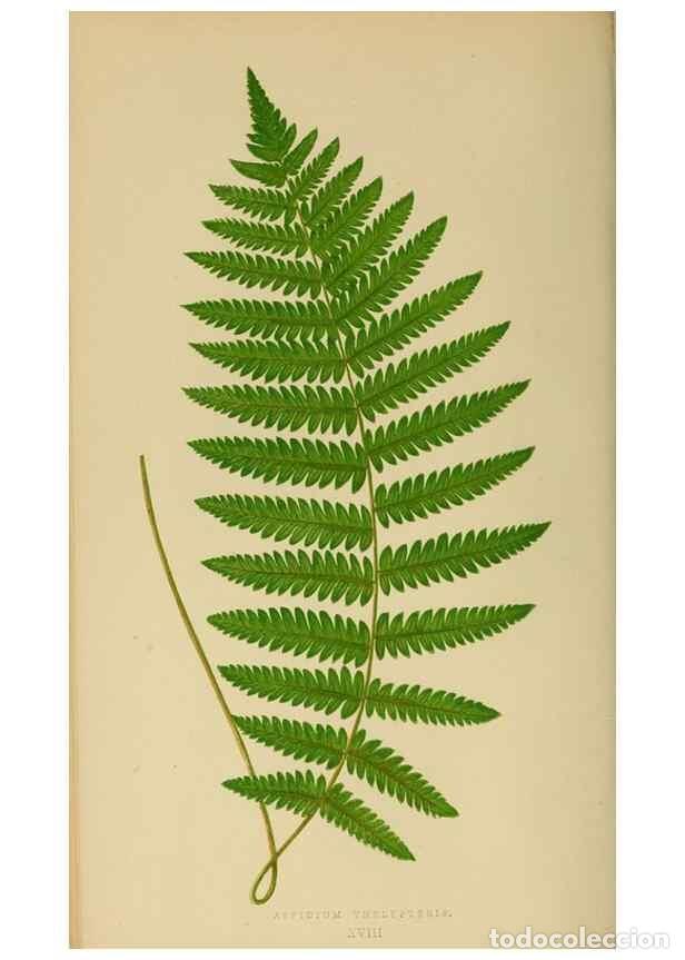 Collection Magazines and Newspapers: Reproducci&oacute;n/Reproduction 49626707293: Ferns: British and exotic.... London,Groombridge and Sons,185
