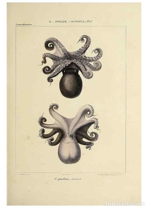 Collection Magazines and Newspapers: Reproducci&oacute;n/Reproduction 49434431193: Histoire naturelle, g&eacute;n&eacute;rale et particuli&egrave;re des c&eacute;phalopodes