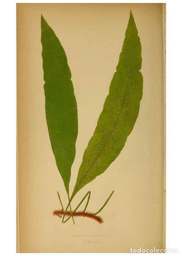 Collection Magazines and Newspapers: Reproducci&oacute;n/Reproduction 49628192956: Ferns: British and exotic.... London,Groombridge and Sons,185