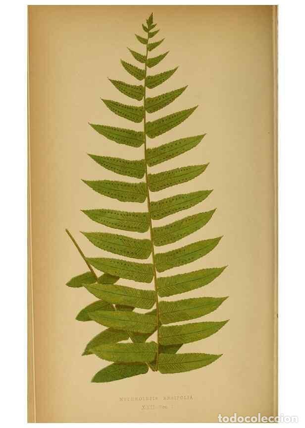 Collection Magazines and Newspapers: Reproducci&oacute;n/Reproduction 49628193901: Ferns: British and exotic.... London,Groombridge and Sons,185