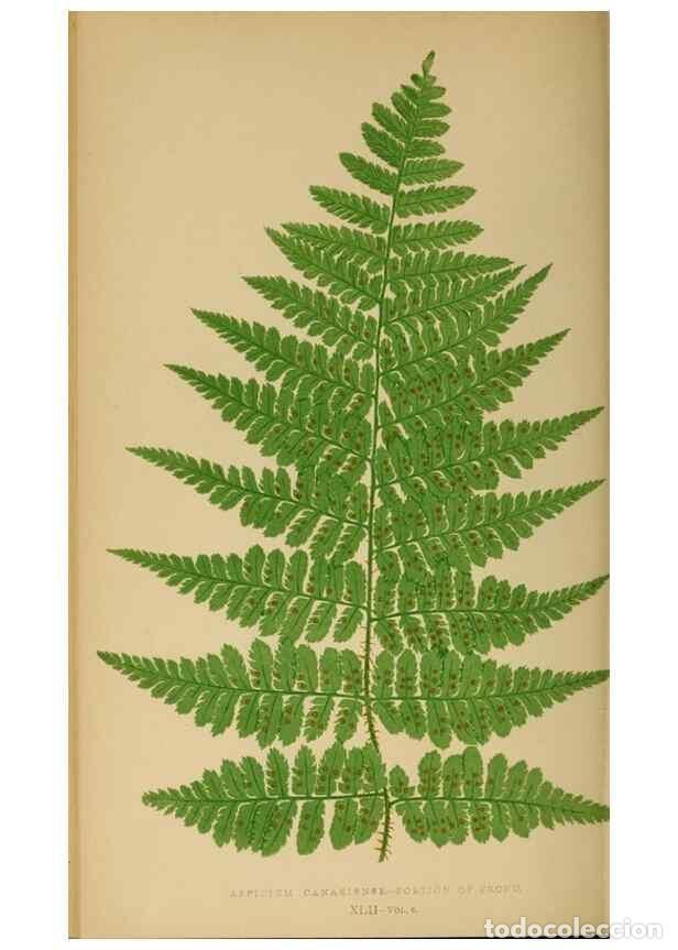 Collection Magazines and Newspapers: Reproducci&oacute;n/Reproduction 49627231291: Ferns: British and exotic.... London,Groombridge and Sons,185