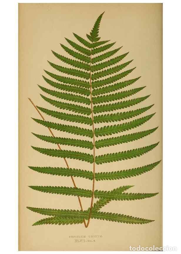 Collection Magazines and Newspapers: Reproducci&oacute;n/Reproduction 49627505197: Ferns: British and exotic.... London,Groombridge and Sons,185