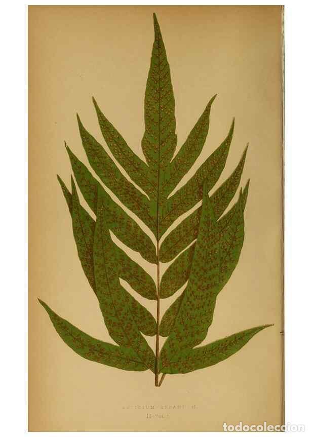 Collection Magazines and Newspapers: Reproducci&oacute;n/Reproduction 49628190071: Ferns: British and exotic.... London,Groombridge and Sons,185