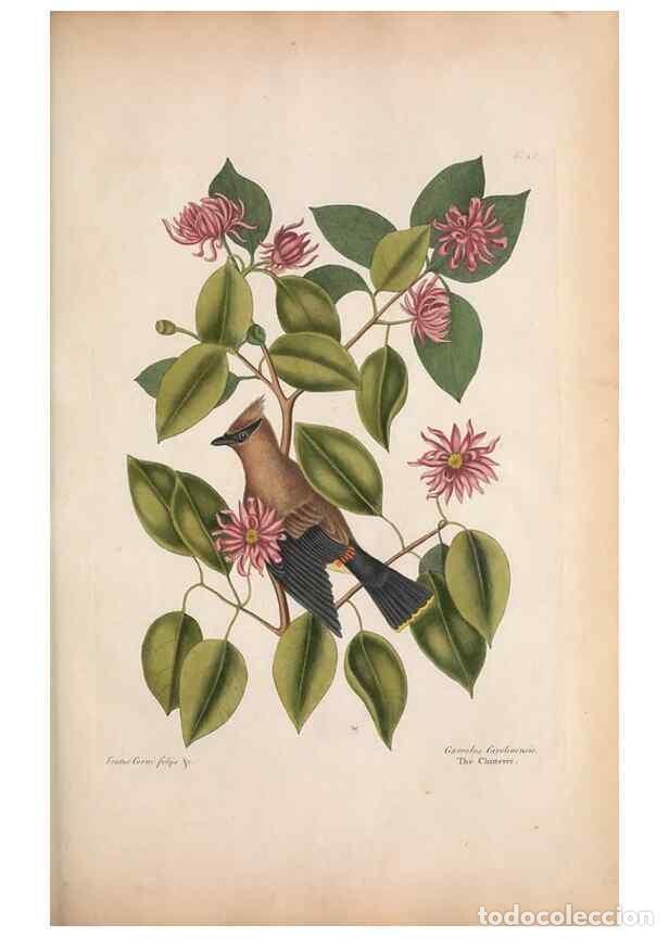 Sammeln von Zeitschriften und Zeitungen: Reproducci&oacute;n/Reproduction 49456868336: The natural history of Carolina, Florida, and the Bahama Isla