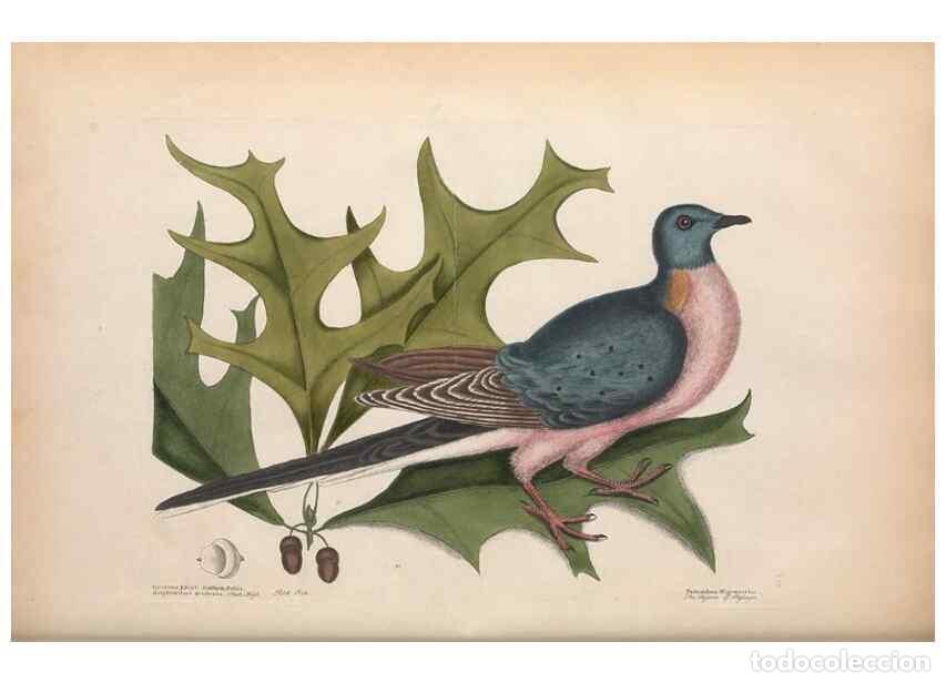 Sammeln von Zeitschriften und Zeitungen: Reproducci&oacute;n/Reproduction 49456386773: The natural history of Carolina, Florida, and the Bahama Isla