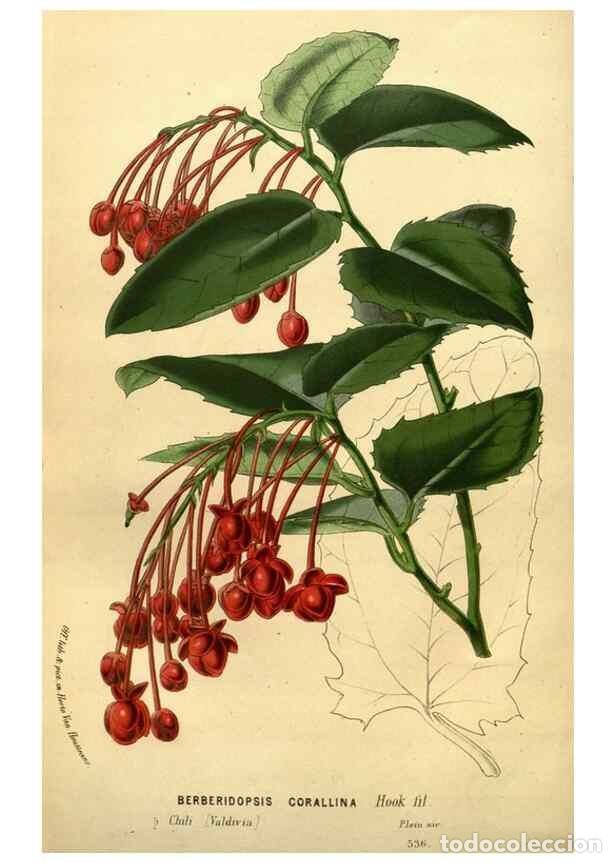 Sammeln von Zeitschriften und Zeitungen: Reproducci&oacute;n/Reproduction 49587642693: Flore des serres et des jardins de l'Europe. A Gand :chez Lou