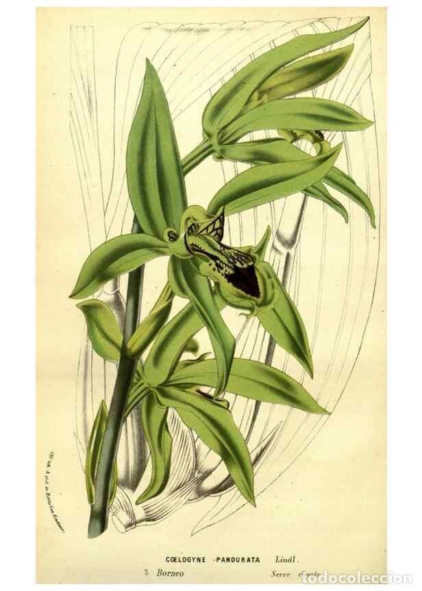 Sammeln von Zeitschriften und Zeitungen: Reproducci&oacute;n/Reproduction 49588380927: Flore des serres et des jardins de l'Europe. A Gand :chez Lou