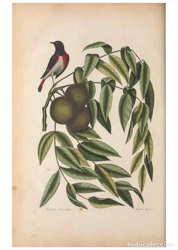 Sammeln von Zeitschriften und Zeitungen: Reproducci&oacute;n/Reproduction 49456875891: The natural history of Carolina, Florida, and the Bahama Isla