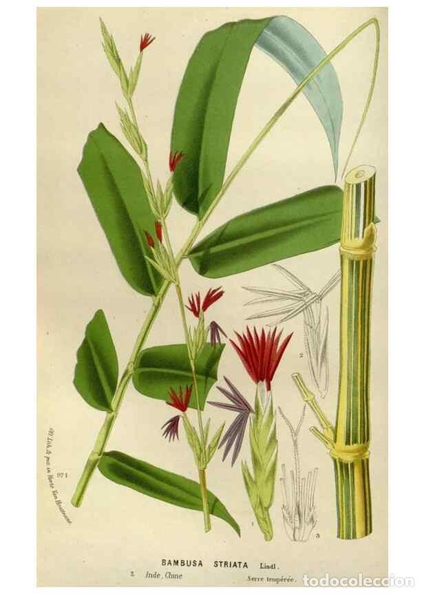 Sammeln von Zeitschriften und Zeitungen: Reproducci&oacute;n/Reproduction 49588271401: Flore des serres et des jardins de l'Europe. A Gand :chez Lou