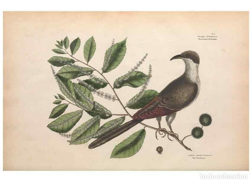Sammeln von Zeitschriften und Zeitungen: Reproducci&oacute;n/Reproduction 49456854611: The natural history of Carolina, Florida, and the Bahama Isla