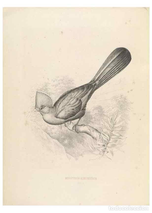 Sammeln von Zeitschriften und Zeitungen: Reproducci&oacute;n/Reproduction 49435694786: De toerako's, afgebeeld en beschreven door H. Schlegel onder