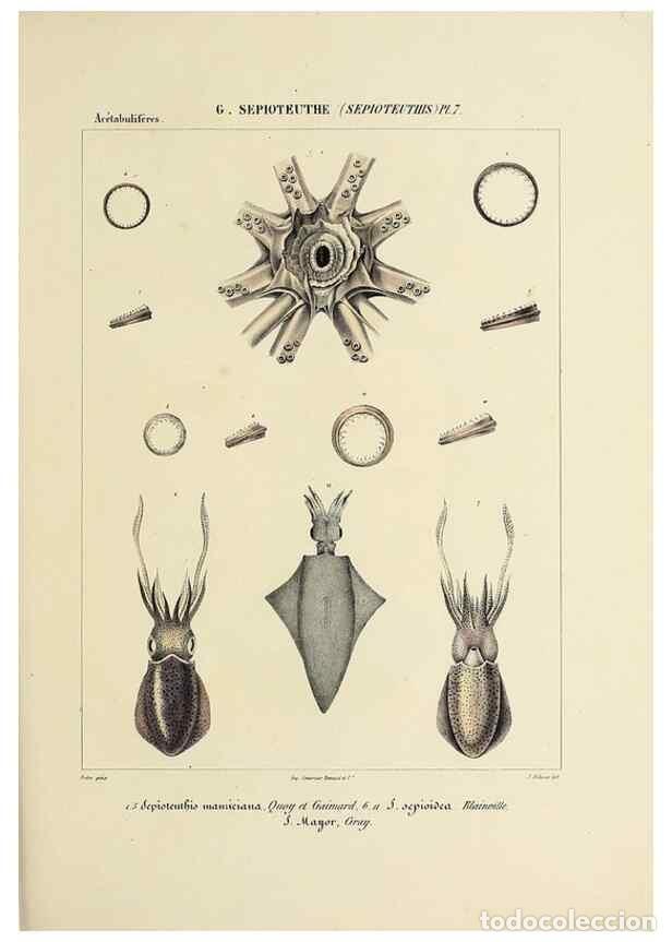 Colecionismo de Revistas e Jornais: Reproducci&oacute;n/Reproduction 49434460638: Histoire naturelle, g&eacute;n&eacute;rale et particuli&egrave;re des c&eacute;phalopodes