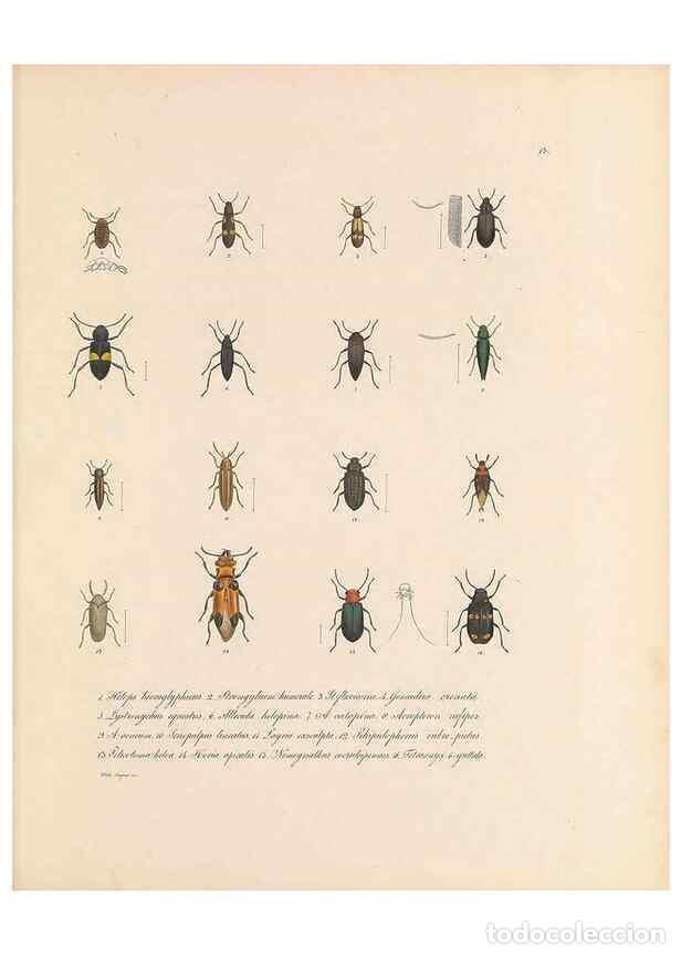 Collection Magazines and Newspapers: Reproducci&oacute;n/Reproduction 49431303541: Delectus animalium articulatorum :. Monachii :Impensis Editor