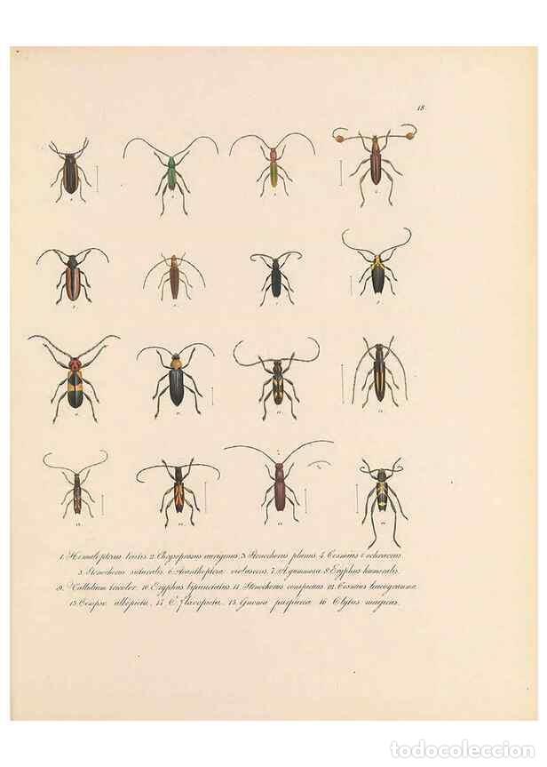 Collection Magazines and Newspapers: Reproducci&oacute;n/Reproduction 49431528557: Delectus animalium articulatorum :. Monachii :Impensis Editor