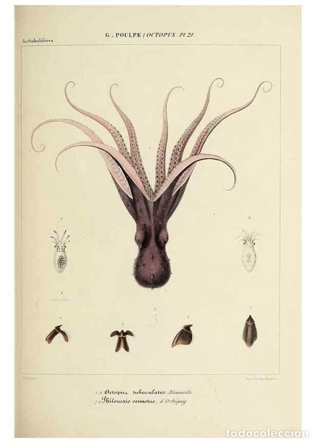 Collection Magazines and Newspapers: Reproducci&oacute;n/Reproduction 49434436358: Histoire naturelle, g&eacute;n&eacute;rale et particuli&egrave;re des c&eacute;phalopodes