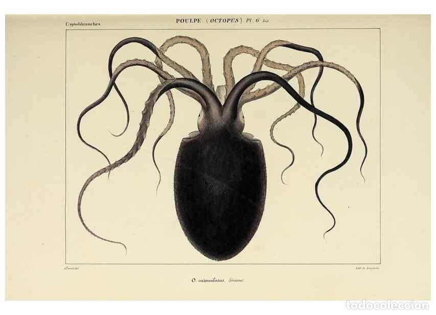 Collection Magazines and Newspapers: Reproducci&oacute;n/Reproduction 49435126972: Histoire naturelle, g&eacute;n&eacute;rale et particuli&egrave;re des c&eacute;phalopodes