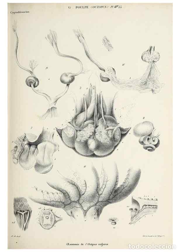 Coleccionismo de Revistas y Peri&oacute;dicos: Reproducci&oacute;n/Reproduction 49434434628: Histoire naturelle, g&eacute;n&eacute;rale et particuli&egrave;re des c&eacute;phalopodes