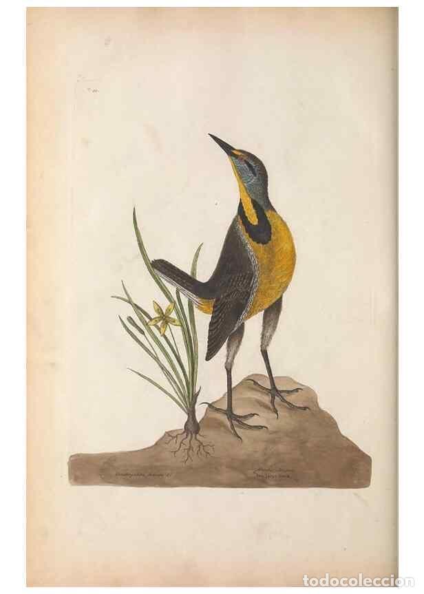 Coleccionismo de Revistas y Peri&oacute;dicos: Reproducci&oacute;n/Reproduction 49457095877: The natural history of Carolina, Florida, and the Bahama Isla