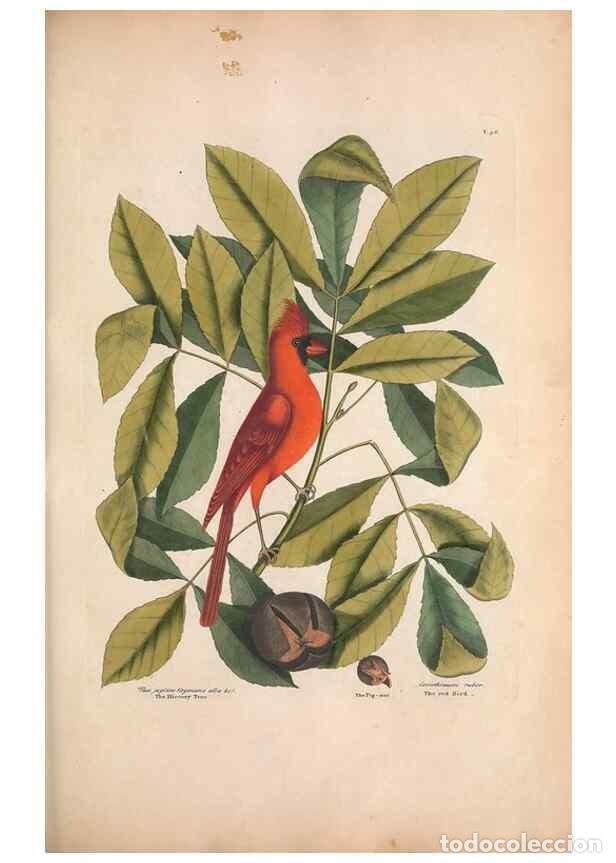 Coleccionismo de Revistas y Peri&oacute;dicos: Reproducci&oacute;n/Reproduction 49457097867: The natural history of Carolina, Florida, and the Bahama Isla
