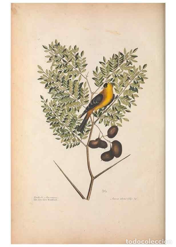 Coleccionismo de Revistas y Peri&oacute;dicos: Reproducci&oacute;n/Reproduction 49456394668: The natural history of Carolina, Florida, and the Bahama Isla