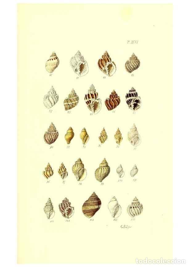 Coleccionismo de Revistas y Peri&oacute;dicos: Reproducci&oacute;n/Reproduction 49492122612: Thesaurus conchyliorum, or, Monographs of genera of shells. L