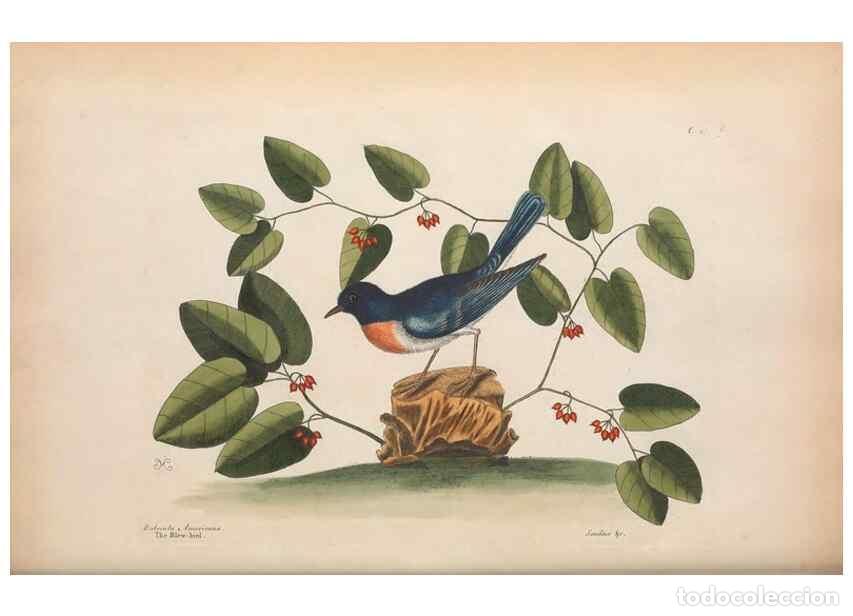 Coleccionismo de Revistas y Peri&oacute;dicos: Reproducci&oacute;n/Reproduction 49456868691: The natural history of Carolina, Florida, and the Bahama Isla