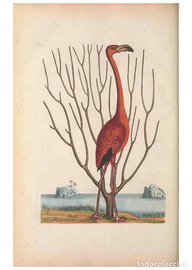 Coleccionismo de Revistas y Peri&oacute;dicos: Reproducci&oacute;n/Reproduction 49456405293: The natural history of Carolina, Florida, and the Bahama Isla