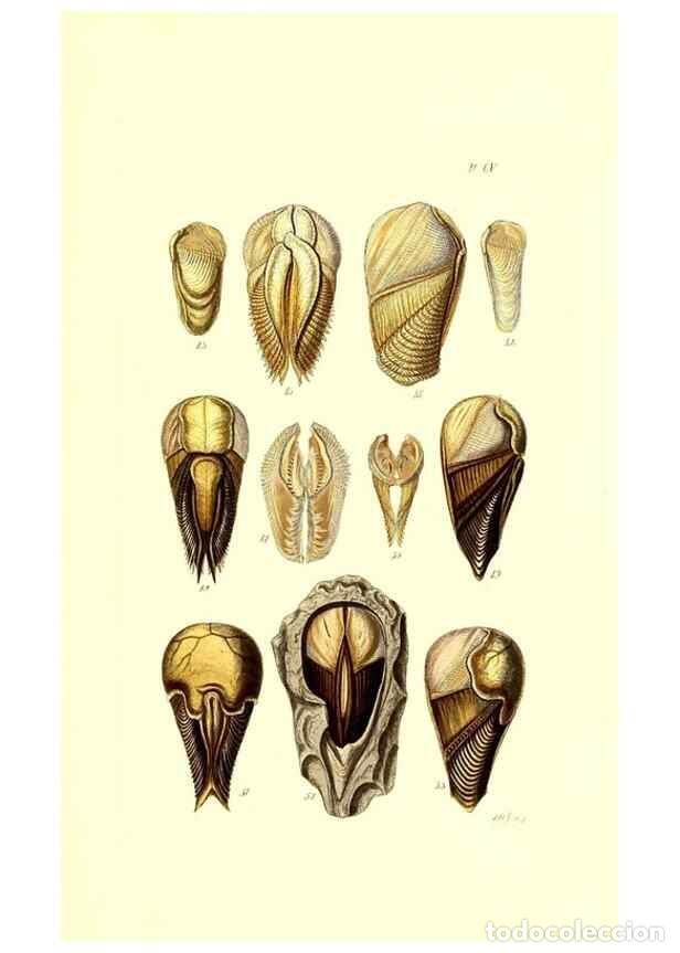 Coleccionismo de Revistas y Peri&oacute;dicos: Reproducci&oacute;n/Reproduction 49491414093: Thesaurus conchyliorum, or, Monographs of genera of shells. L