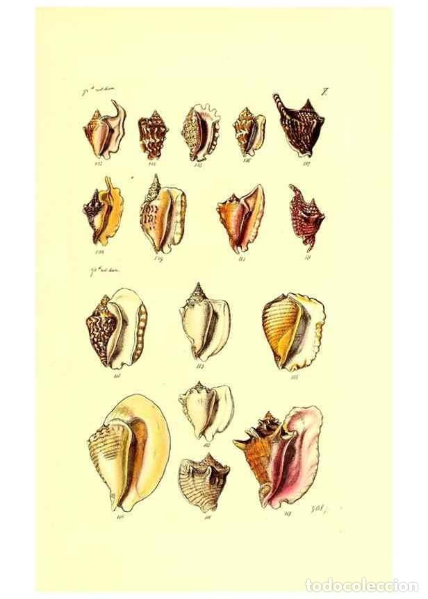 Coleccionismo de Revistas y Peri&oacute;dicos: Reproducci&oacute;n/Reproduction 49491330778: Thesaurus conchyliorum, or, Monographs of genera of shells. L