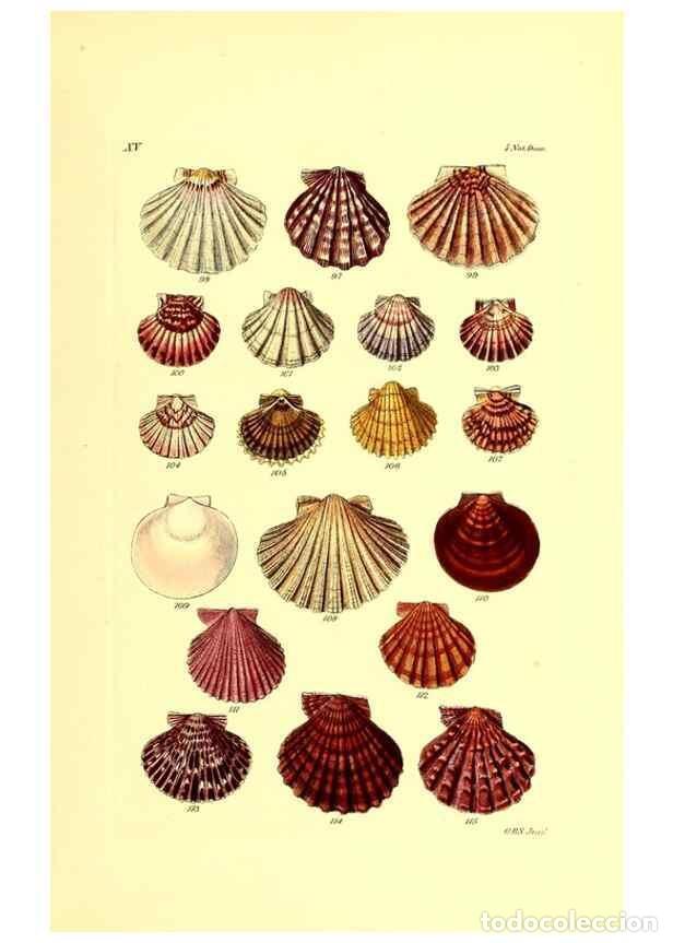 Coleccionismo de Revistas y Peri&oacute;dicos: Reproducci&oacute;n/Reproduction 49492043847: Thesaurus conchyliorum, or, Monographs of genera of shells. L