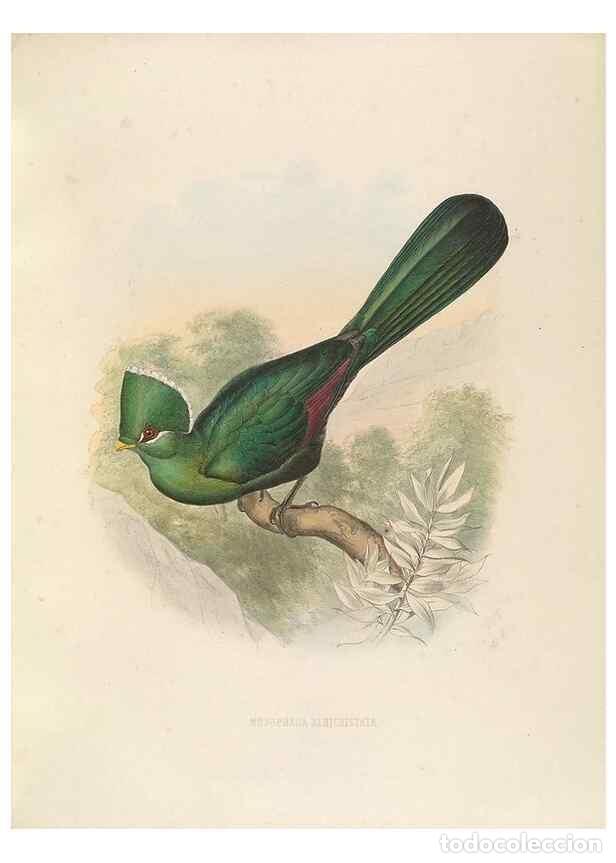 Coleccionismo de Revistas y Peri&oacute;dicos: Reproducci&oacute;n/Reproduction 49435695146: De toerako's, afgebeeld en beschreven door H. Schlegel onder