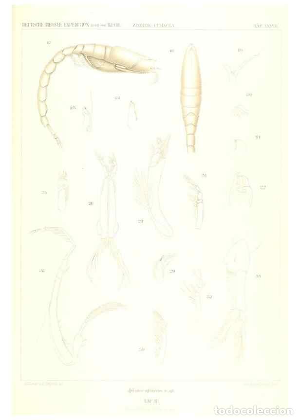 Coleccionismo de Revistas y Peri&oacute;dicos: Reproducci&oacute;n/Reproduction 49489705562: Wissenschaftliche Ergebnisse der Deutschen Tiefsee-Expedition