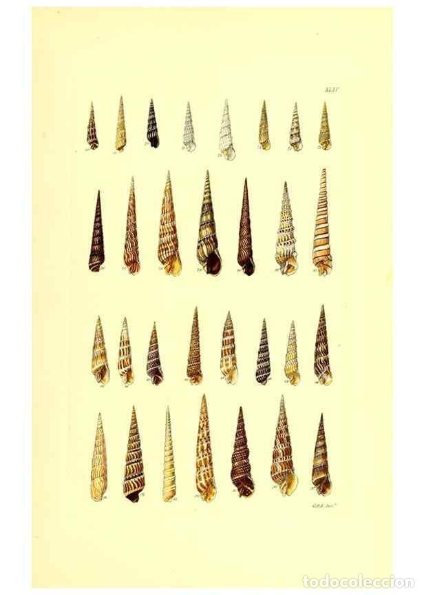 Coleccionismo de Revistas y Peri&oacute;dicos: Reproducci&oacute;n/Reproduction 49491842206: Thesaurus conchyliorum, or, Monographs of genera of shells. L