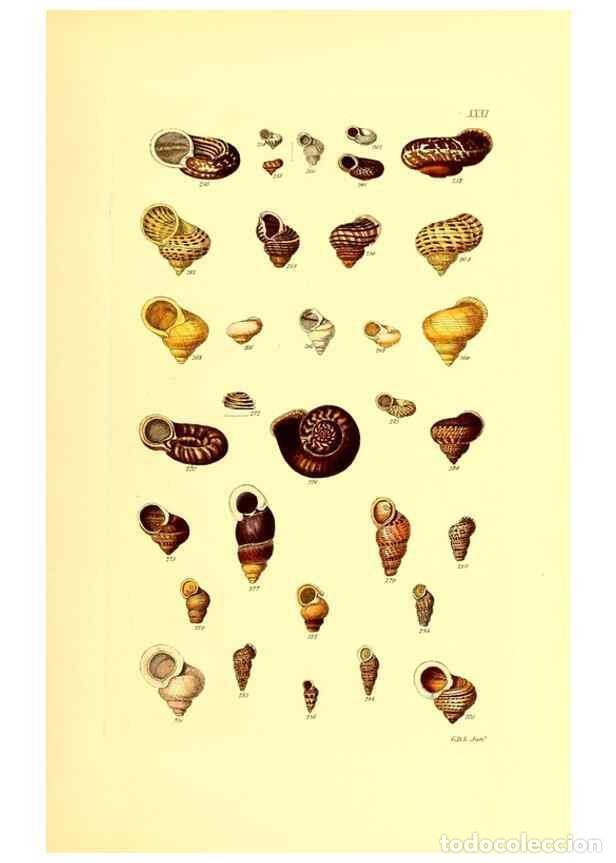 Collection Magazines and Newspapers: Reproducci&oacute;n/Reproduction 49491837766: Thesaurus conchyliorum, or, Monographs of genera of shells. L