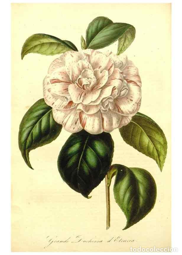 Collection Magazines and Newspapers: Reproducci&oacute;n/Reproduction 49492461262: Flore des serres et des jardins de l'Europe. A Gand :chez Lou