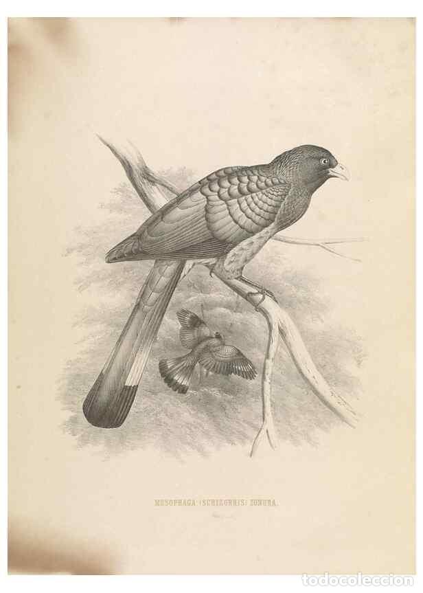 Collection Magazines and Newspapers: Reproducci&oacute;n/Reproduction 49435697926: De toerako's, afgebeeld en beschreven door H. Schlegel onder