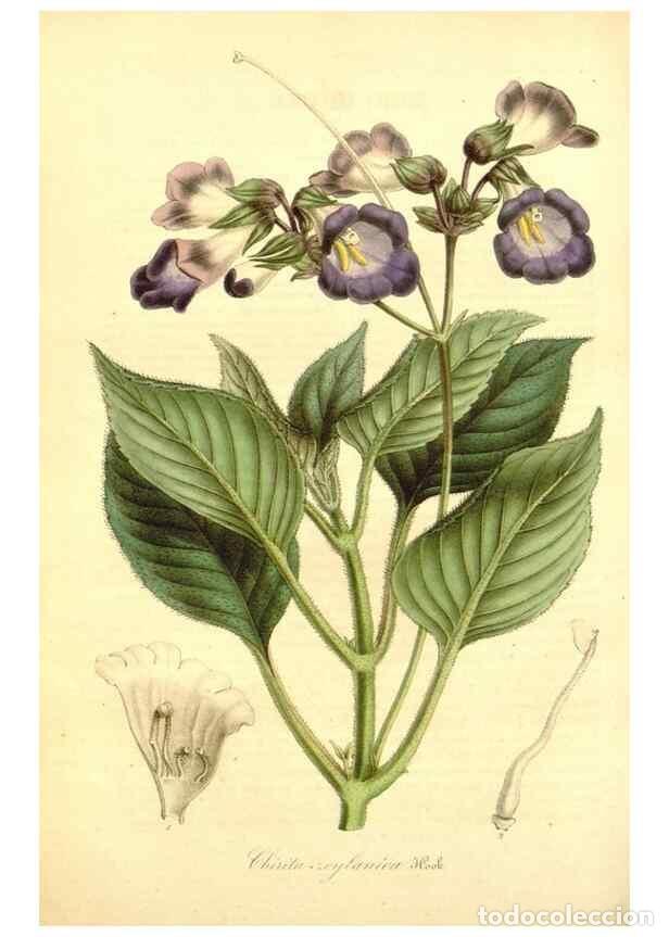 Collection Magazines and Newspapers: Reproducci&oacute;n/Reproduction 49492457152: Flore des serres et des jardins de l'Europe. A Gand :chez Lou