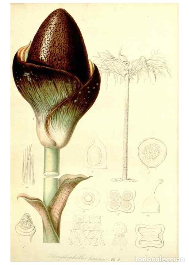 Coleccionismo de Revistas y Peri&oacute;dicos: Reproducci&oacute;n/Reproduction 49492469347: Flore des serres et des jardins de l'Europe. A Gand :chez Lou