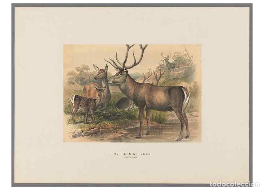 Coleccionismo de Revistas y Peri&oacute;dicos: Reproducci&oacute;n/Reproduction 49418653918: Zoological sketches /. London :Henry Graves,1861-1867.. - Wol