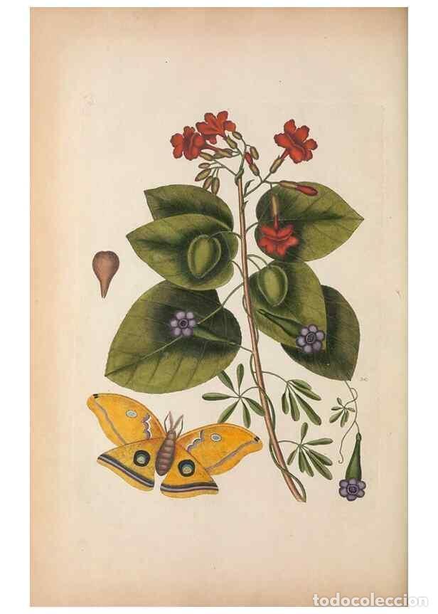 Coleccionismo de Revistas y Peri&oacute;dicos: Reproducci&oacute;n/Reproduction 49456727073: The natural history of Carolina, Florida, and the Bahama Isla