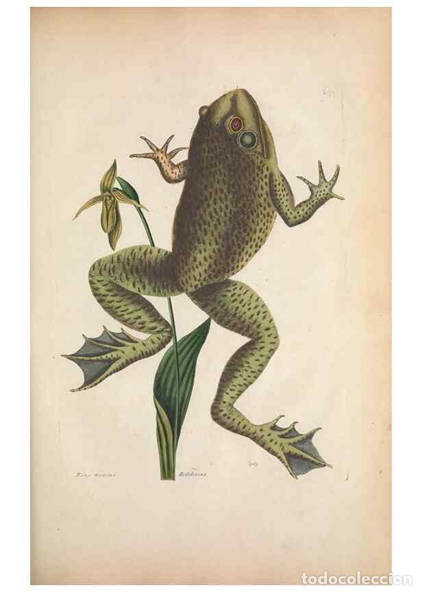 Coleccionismo de Revistas y Peri&oacute;dicos: Reproducci&oacute;n/Reproduction 49456721633: The natural history of Carolina, Florida, and the Bahama Isla