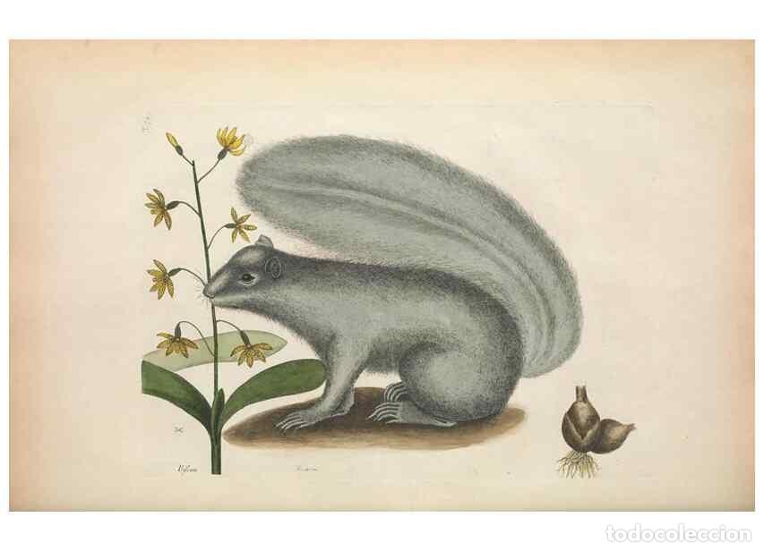 Coleccionismo de Revistas y Peri&oacute;dicos: Reproducci&oacute;n/Reproduction 49456722423: The natural history of Carolina, Florida, and the Bahama Isla