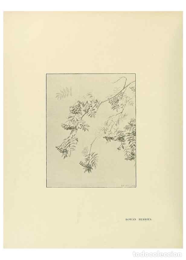 Coleccionismo de Revistas y Peri&oacute;dicos: Reproducci&oacute;n/Reproduction 49420564952: British trees /. London :Hutchinson,1907.. - Cole, Rex Vicat,