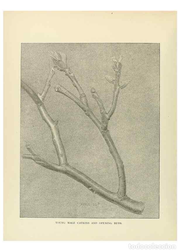 Collection Magazines and Newspapers: Reproducci&oacute;n/Reproduction 49419839013: British trees /. London :Hutchinson,1907.. - Cole, Rex Vicat,