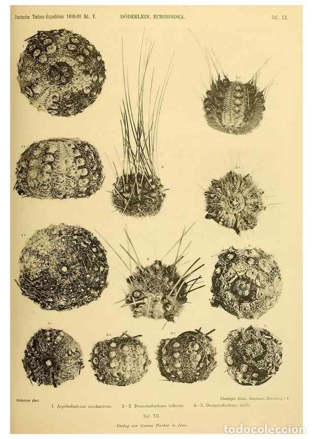 Collection Magazines and Newspapers: Reproducci&oacute;n/Reproduction 49484878711: Wissenschaftliche Ergebnisse der Deutschen Tiefsee-Expedition